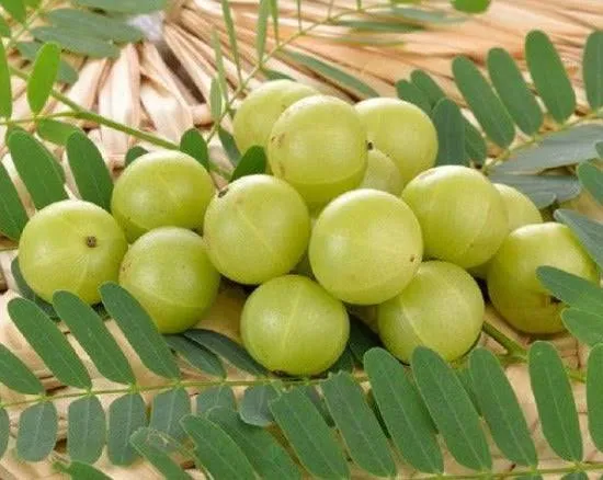 European Gooseberry
