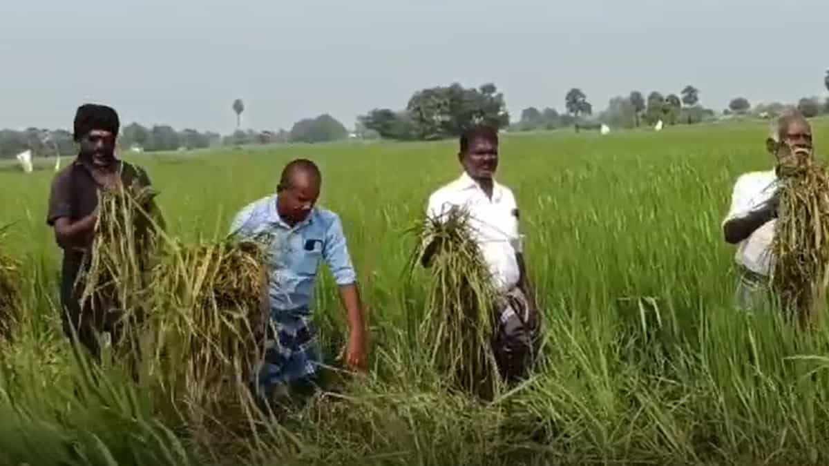 Pudukkottai Thanikkadu Farmers suffered for Birds 