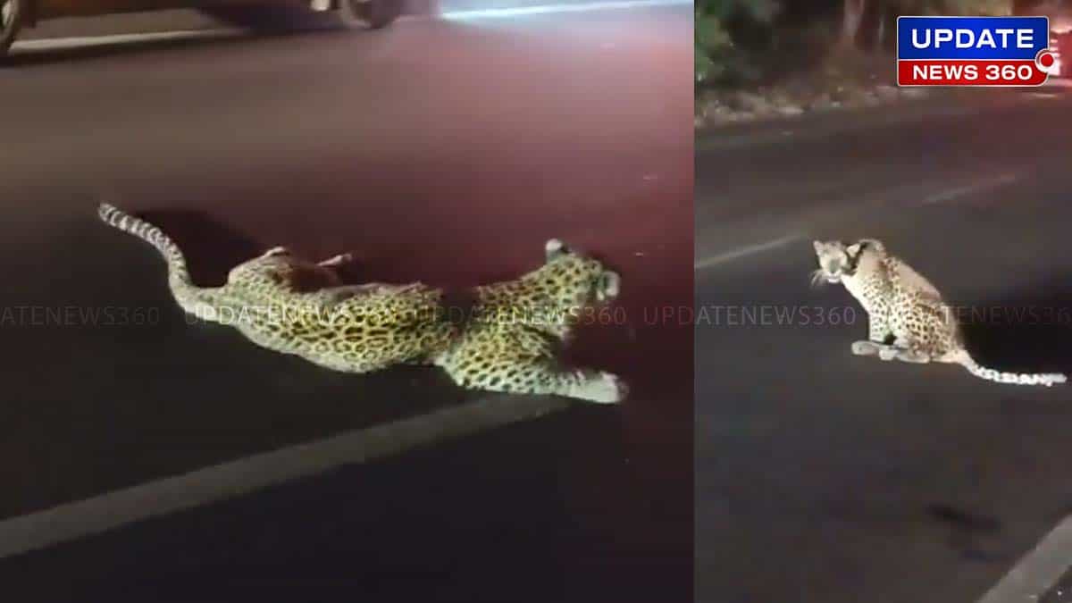 Leopard Dies