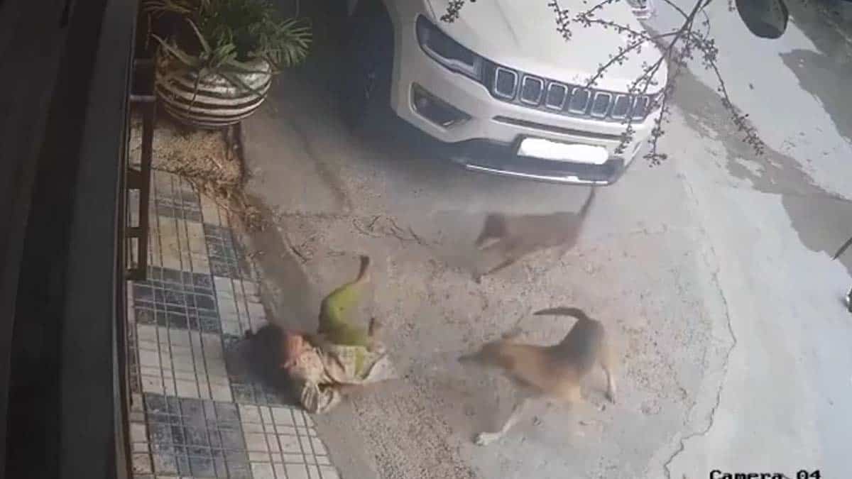 4-year-old child walked on the street was bitten by dogs