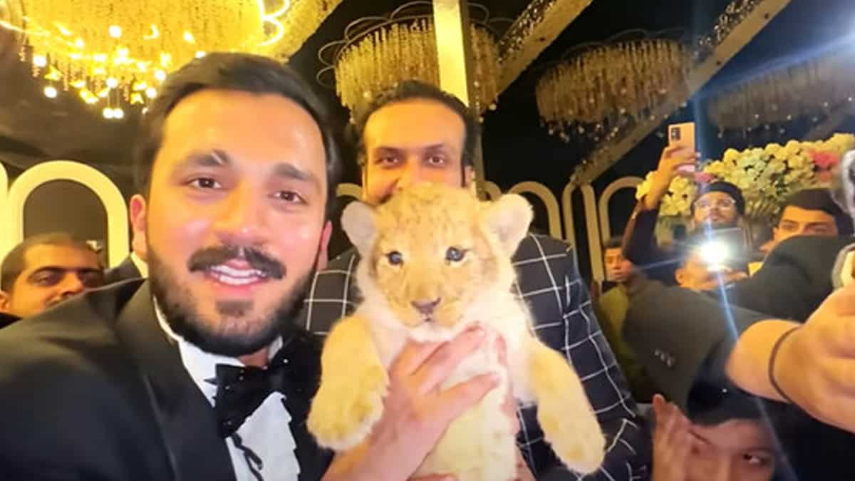 Lion cub gifted in Pakistan for wedding 